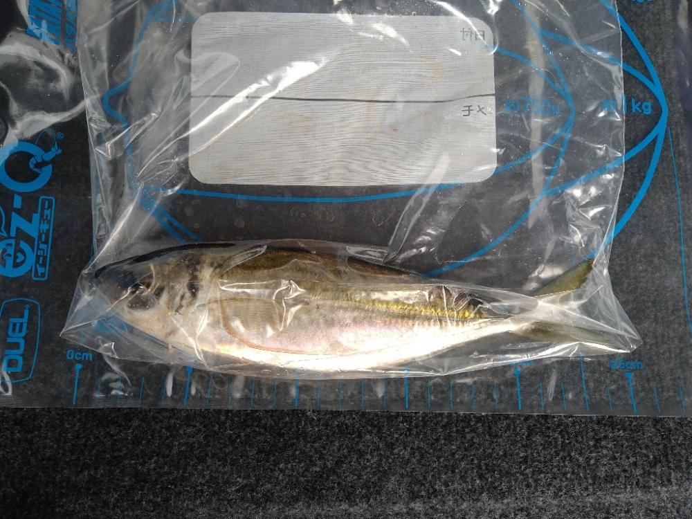 チョイ荒れ釣行