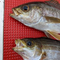 イサキ仕掛けで五目釣り