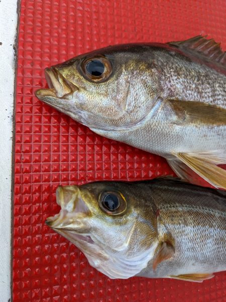 イサキ仕掛けで五目釣り