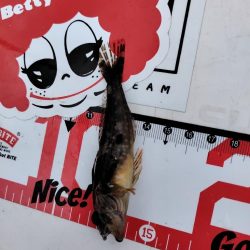 アジ後キス@泉大津