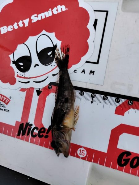 アジ後キス@泉大津