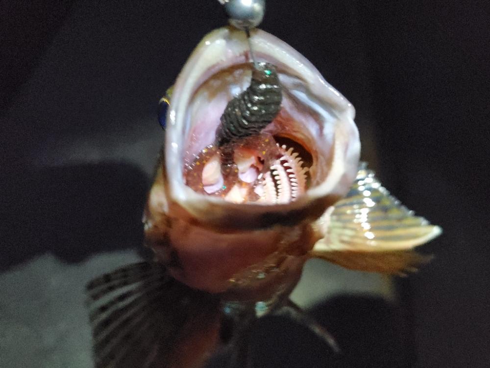 久々のライトゲーム