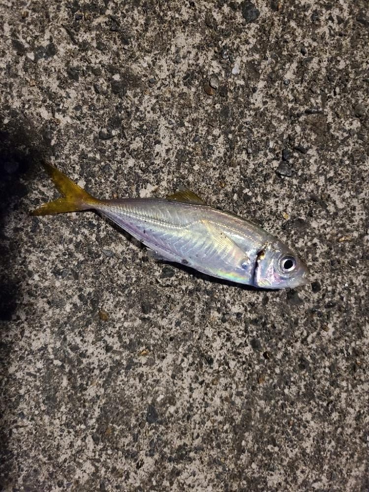 大きいヤツに会いに行く