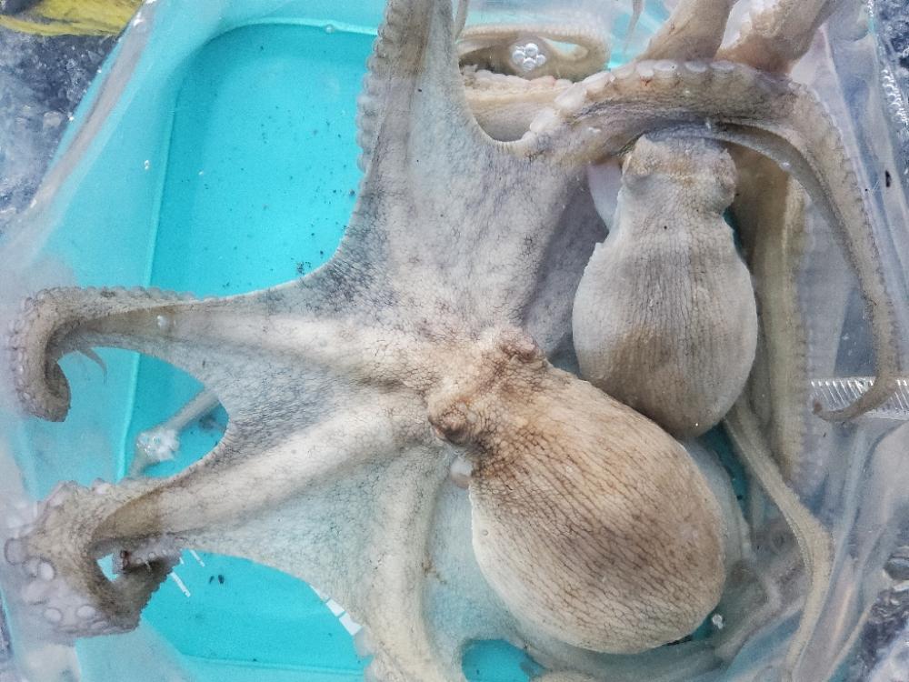 久々釣行(タコ)