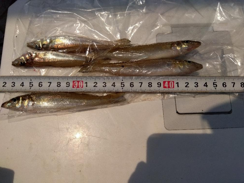 苅屋海岸のキス釣り