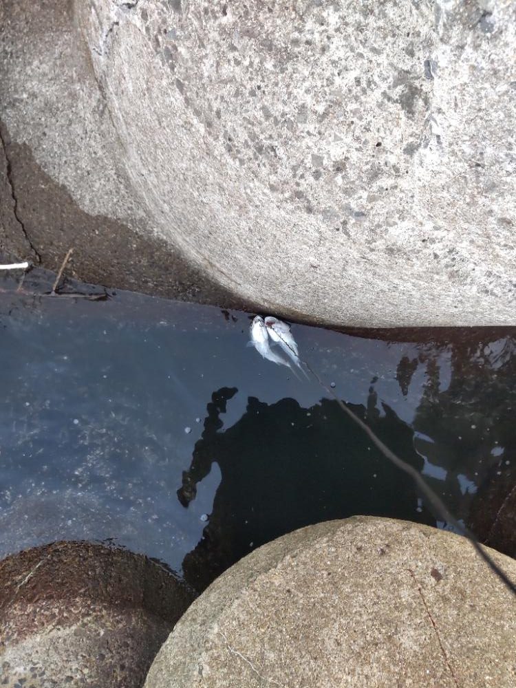 ショアプラッキング