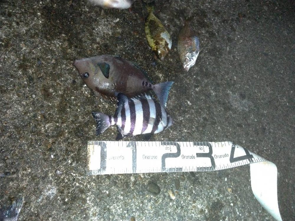 6/18釣果ヘダイサンバソウ尺アジサンノジグレ