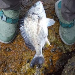 高砂港のキス釣り