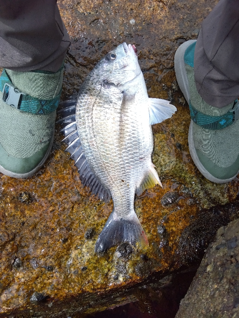高砂港のキス釣り