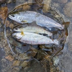 本流アマゴ釣り