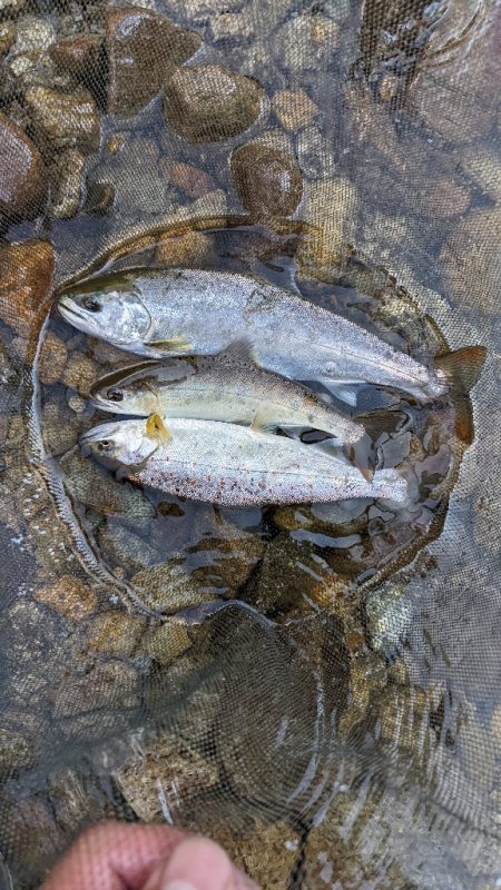本流アマゴ釣り