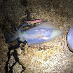 ベイトタックルで挑んだエギング