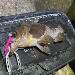 二見の梅雨メバル絶好調