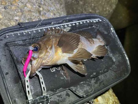 二見の梅雨メバル絶好調