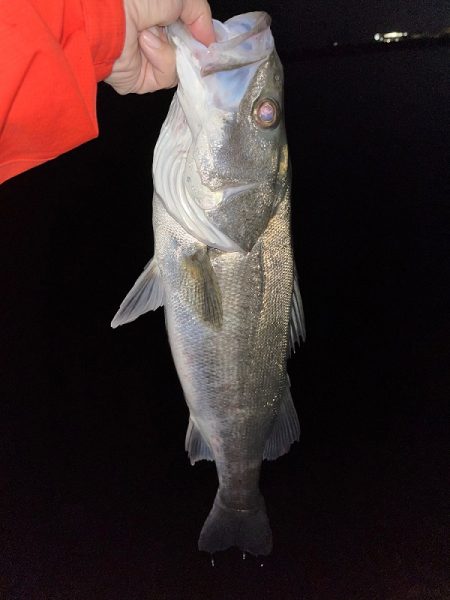 ドラマ再び・・・