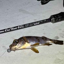 姫路離島アジング!アジの群れは見付からず・・・