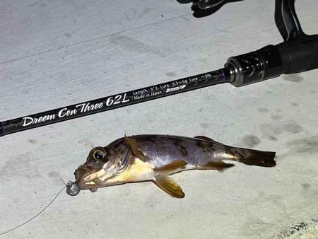 姫路離島アジング!アジの群れは見付からず・・・