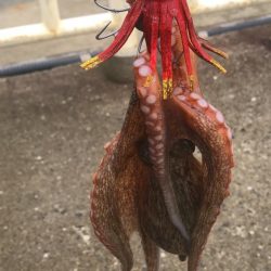 南港オカッパリのタコ好調！