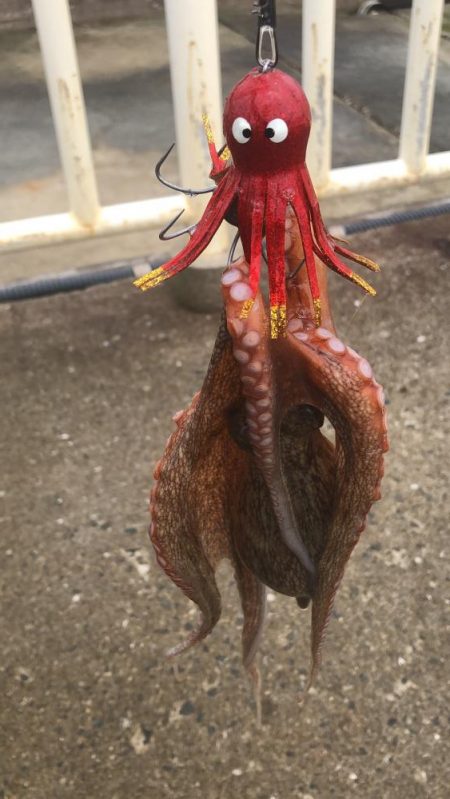 南港オカッパリのタコ好調！