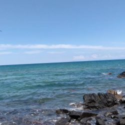 ピンキスしかいないの