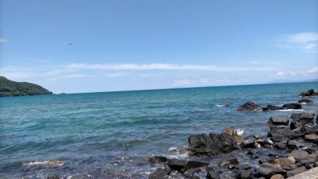 ピンキスしかいないの