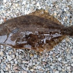 良型キスが釣れ始めました