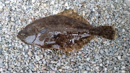 良型キスが釣れ始めました