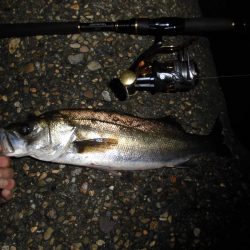 雨後のテトラ際ゲーム