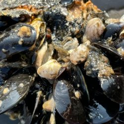 岸和田ヘチ釣り