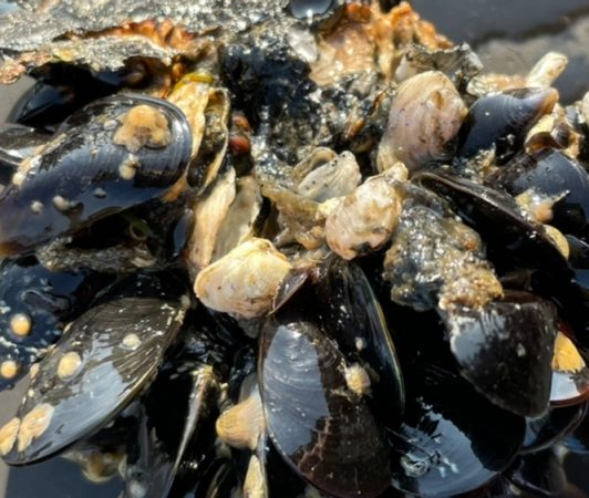 岸和田ヘチ釣り