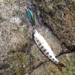 海破れて久々の川へ