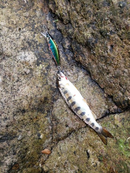 海破れて久々の川へ