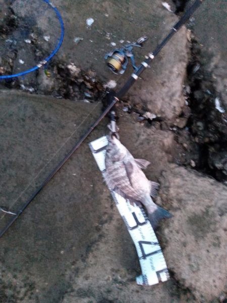 3日目でようやく釣れました