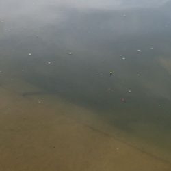 手長エビ 試し釣り in 武庫川