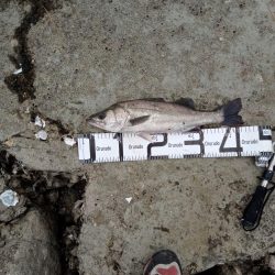 釣れただけでも感謝です