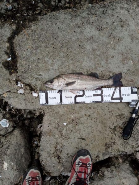 釣れただけでも感謝です