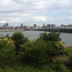 手長エビ in 淀川 (2)