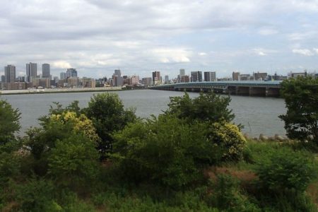 手長エビ in 淀川 (2)