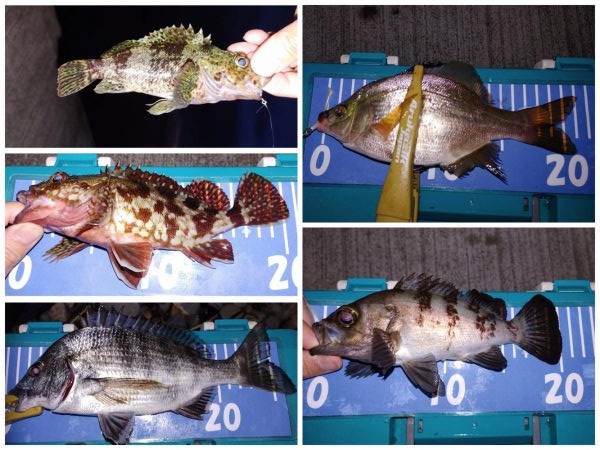 エギングとメバリング