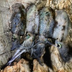 ボチボチエギング