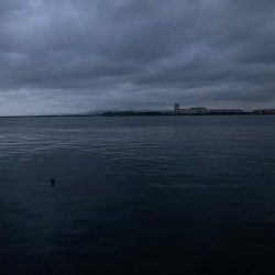 チヌとコブダイ