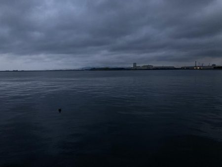 チヌとコブダイ