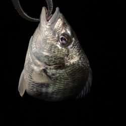 チヌハンターパート13