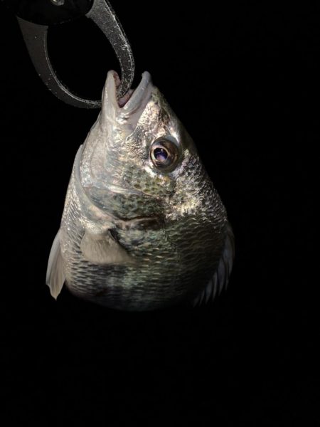 チヌハンターパート13