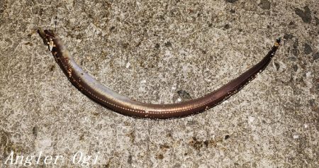 エビ撒き&青虫で良型メバル！