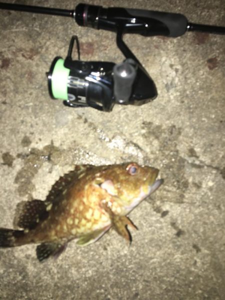 たかたかの釣り日記