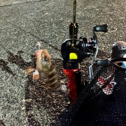 尾鷲のライトゲーム