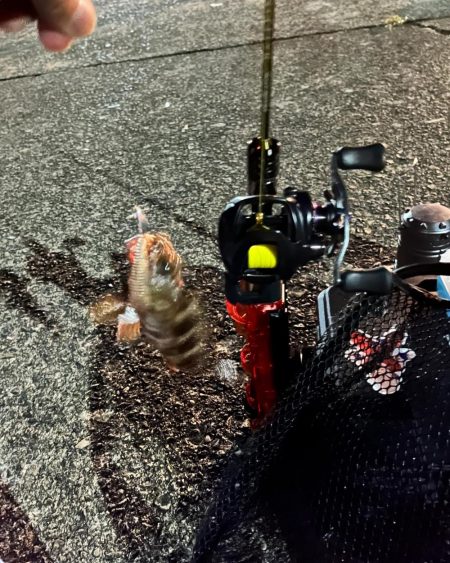 尾鷲のライトゲーム