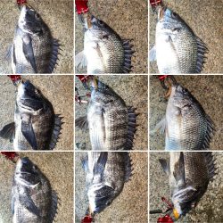 淀川　キビレ釣行