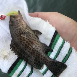 久々ガッシー！